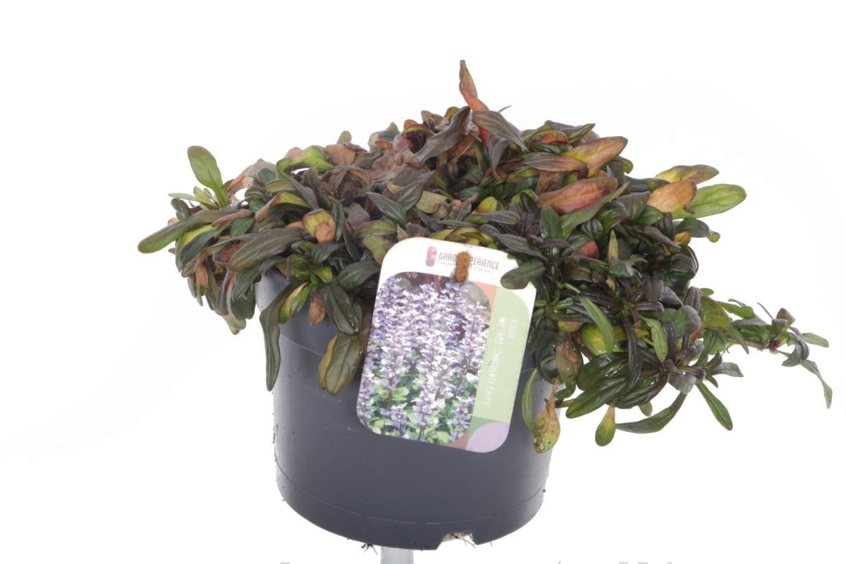 Main image on product details page