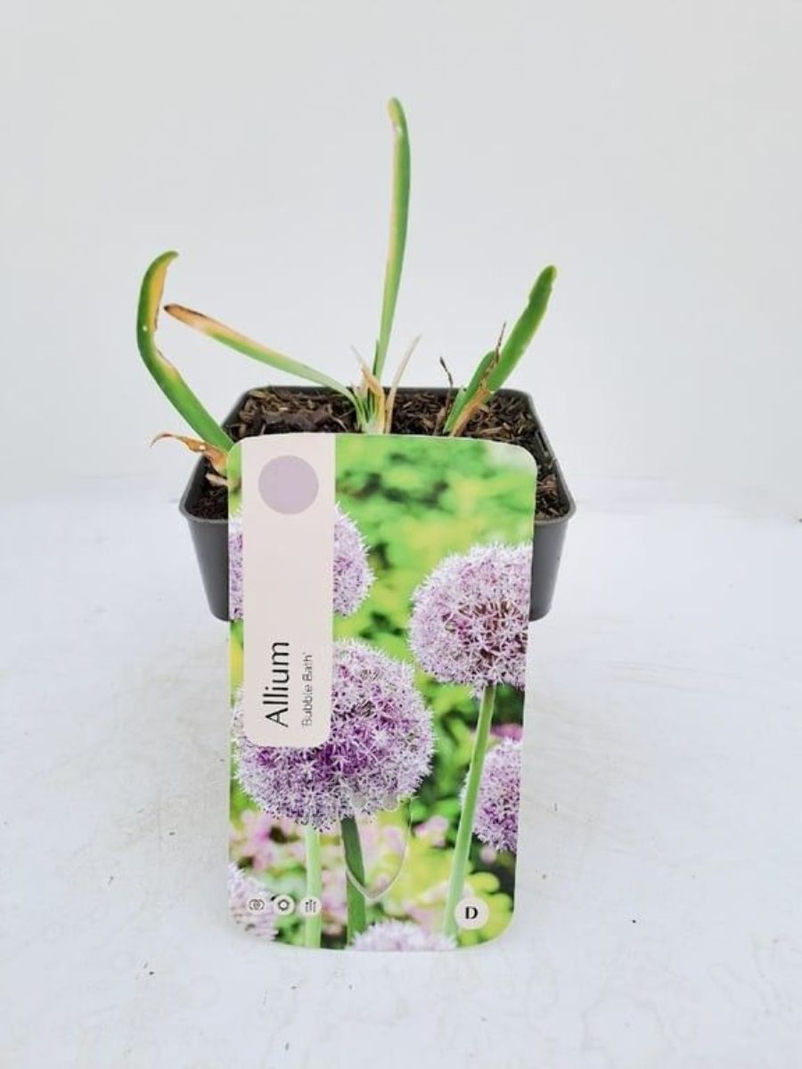 Main image on product details page