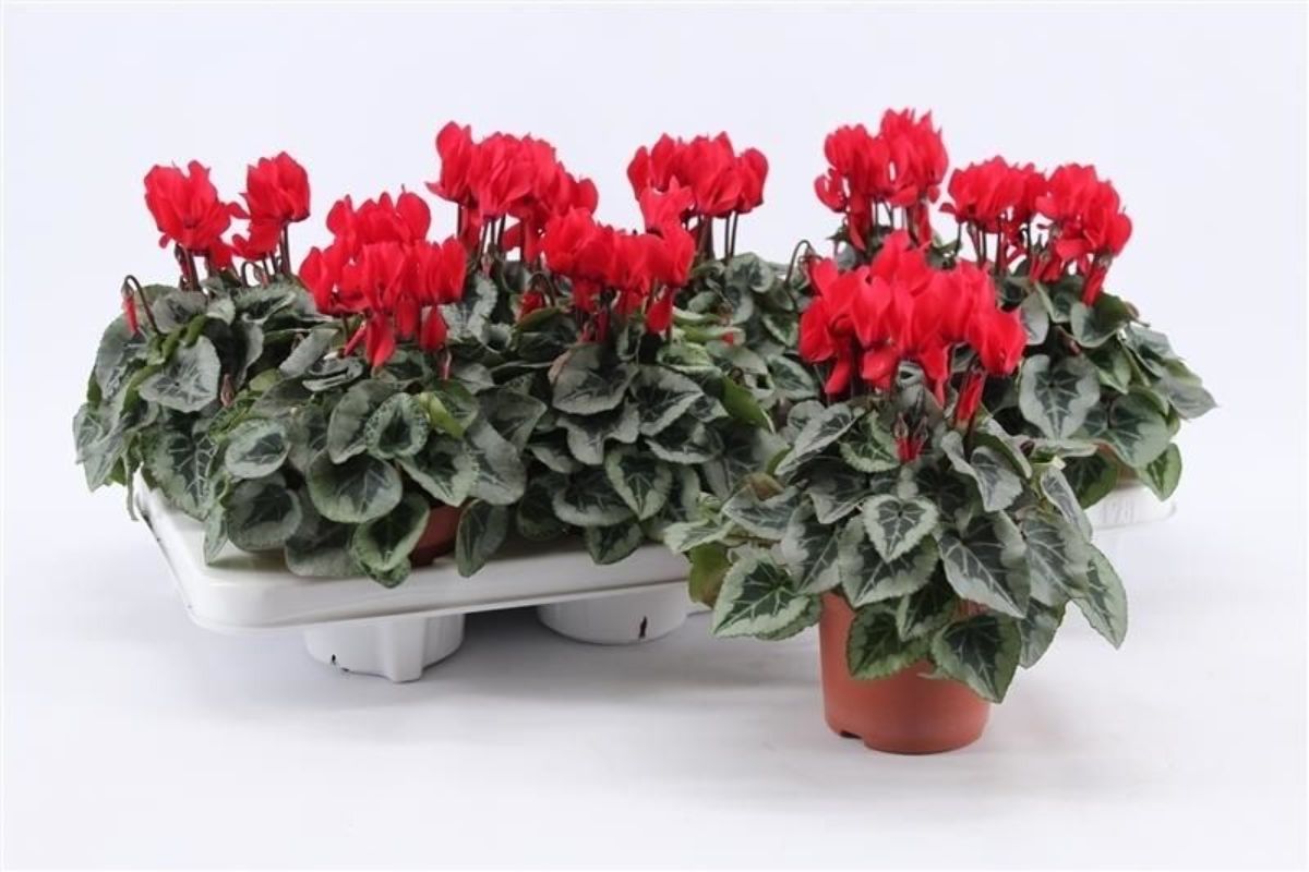 Main image on product details page