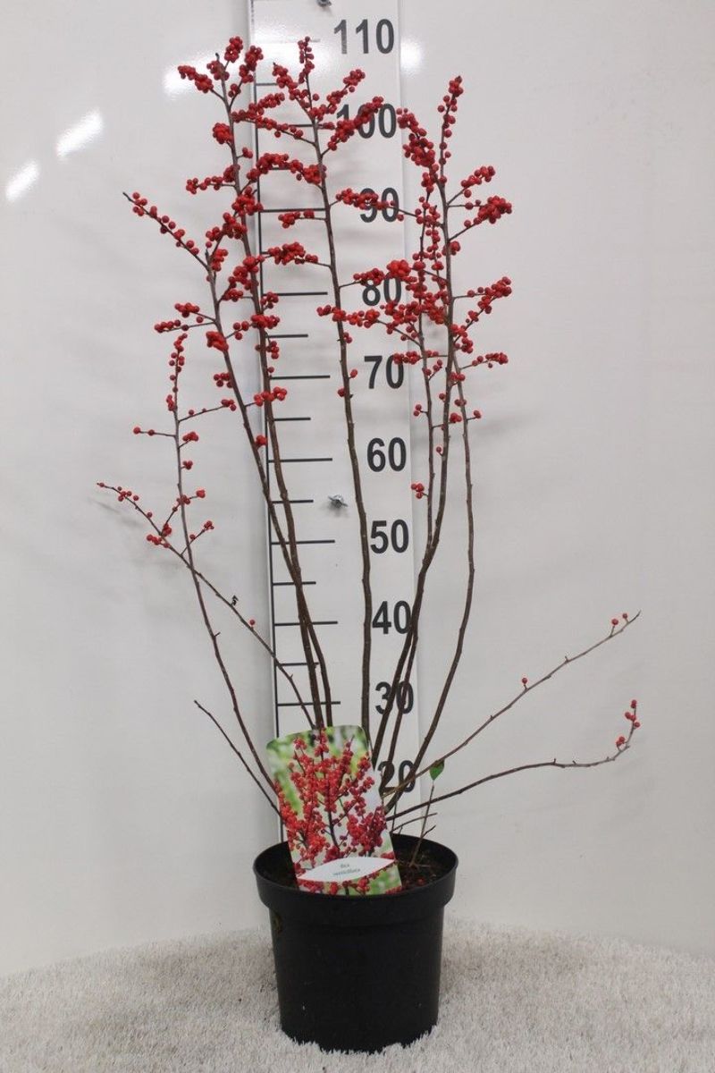 Main image on product details page