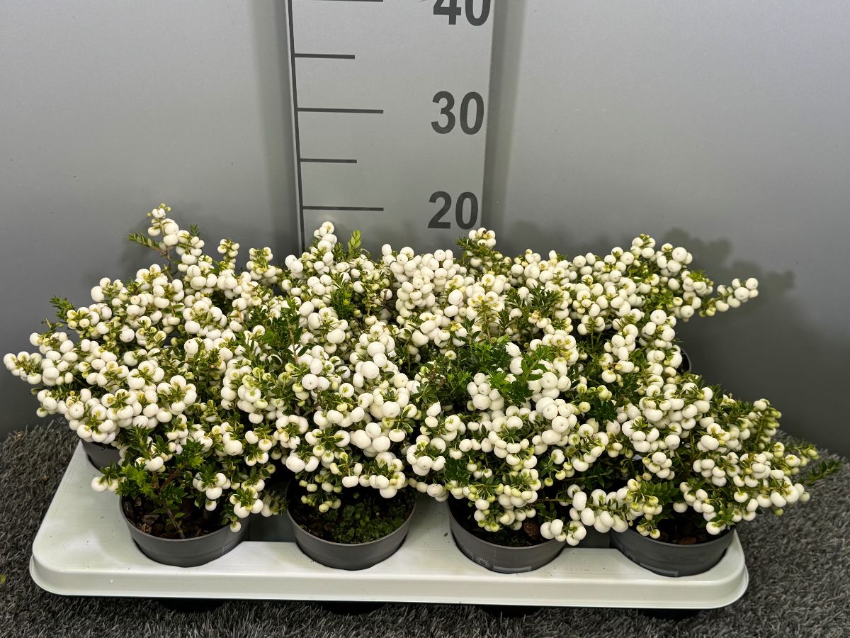 Main image on product details page