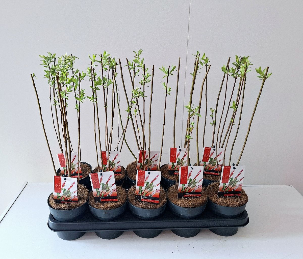 Main image on product details page