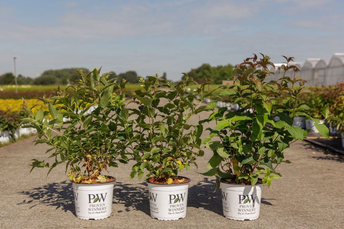 Main image on product details page